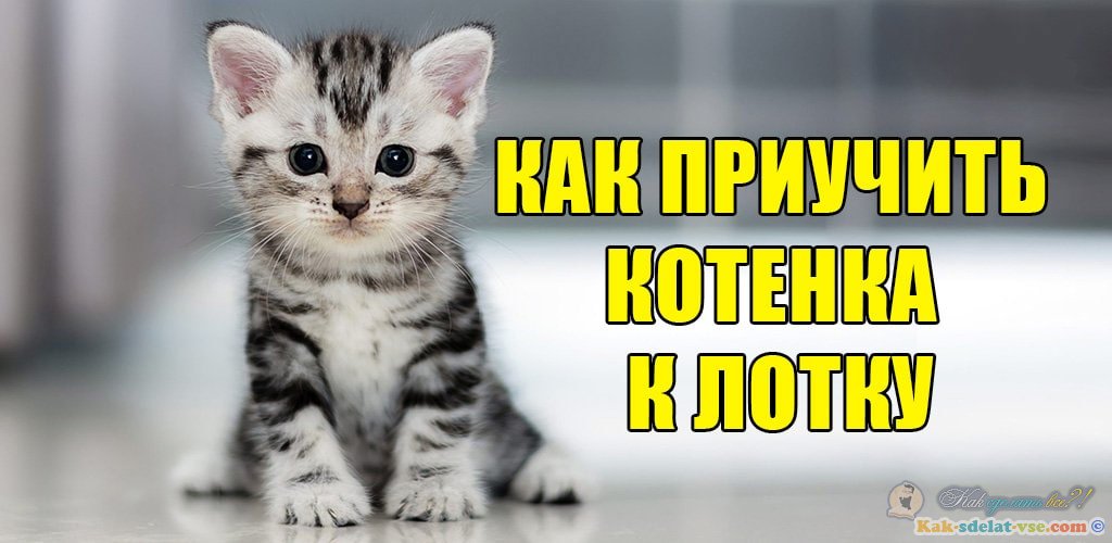Как приучить котенка к лотку?