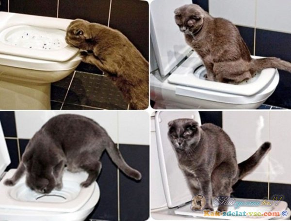 Как приучить котенка к горшку?