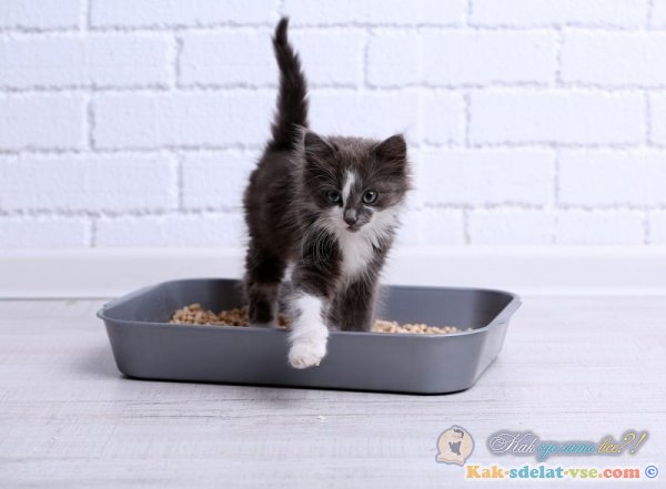 Как приучить котенка к горшку?